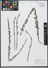 Foto von Salix viminalis L.